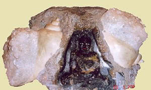 Himalayan Stone